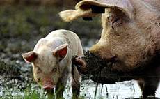 Свинья, скрещенная со шпинатом. Фото CNN.