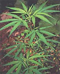 Индийская конопля, или Cannabis. Высокое растение с резким запахом.