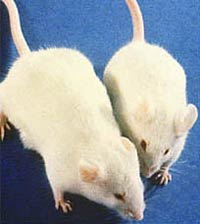 У лабораторных мышей 
