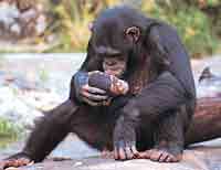 Шимпанзе уже 10 тысяч лет живут с вирусом иммунодефицита. Почему?