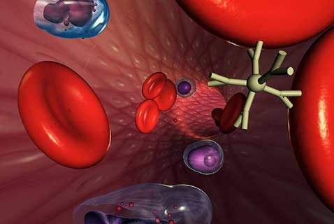 Новые нанороботы по размерам будут меньше клеток крови, но смогут прекрасно понимать их сигналы (иллюстрация с сайта uic.edu)<!-- SP1626D333 -->.
