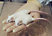 У более полной из двух мышей – не ожирение, а генетически 