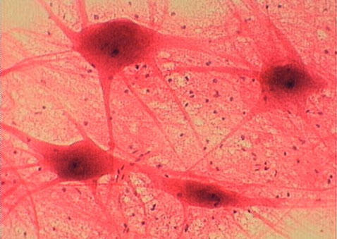 Тёмные пятнышки на заднем плане — глиальные клетки, поддерживающие нейроны – 4 крупные клетки с ядром посредине (изображение с сайта biology.iastate.edu)<!-- SP1626D331 -->.