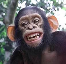 Американские учёные считают, что многие животные имеют свои собственные формы смеха, которые напоминают человеческий смех (фото с сайта dsc.discovery.ru)<!-- SP1626D331 -->.