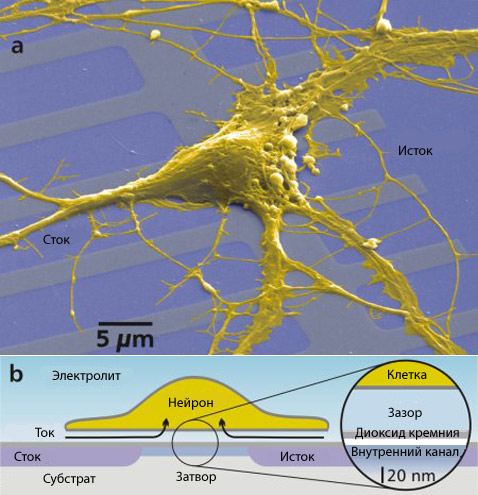 Один нейрон крысы на микросхеме. Ионный поток в клетке превращает её в составную часть полевого транзистора, позволяя клетке влиять на работу электроники. Опыт Петера Фромхерца (фото с сайта biochem.mpg.ru)<!-- SP1626D331 -->.