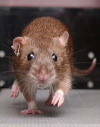 Как обычно, своё здоровье на алтарь науки положили подопытные крысы (фото с сайта abc.net.au).