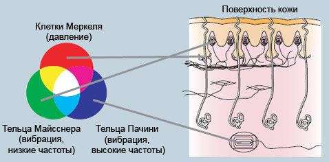В зависимости от передаваемых импульсов раздражаются различные типы рецепторов. Соответствующие ощущения ассоциируются с различными цветами (иллюстрация с сайта eyeplus2.ru)<!-- SP1626D331 -->.