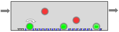 Принцип уничтожения раковых клеток (показаны зелёным) новым устройством: селектин (Y), замедляет клетки в кровотоке. Раковые клетки при этом попадают к стенке устройства, где вступают в контакт со специфической молекулой (синий треугольник), включающей в клетке апоптоз, в результате чего та погибает за 2-4 дня. Стрелками показан кровоток и перекатка клеток (иллюстрация с сайта rochester.edu)<!-- SP1626D331 -->.