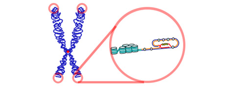 Теломеры на концах хромосом. Эти участки ДНК защищают генетическую информацию клетки, но при каждом её делении не воспроизводятся полностью (иллюстрация с сайта wikimedia.org).