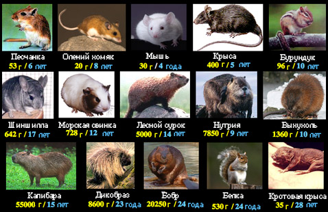 Вес и продолжительность жизни некоторых грызунов. Как видно, однозначной корреляции между тем и другим нет. Есть лишь примерная закономерность (тяжелее – дольше) и ряд интересных исключений из этого правила (иллюстрация с сайта rochester.edu)<!-- SP1626D333 -->.