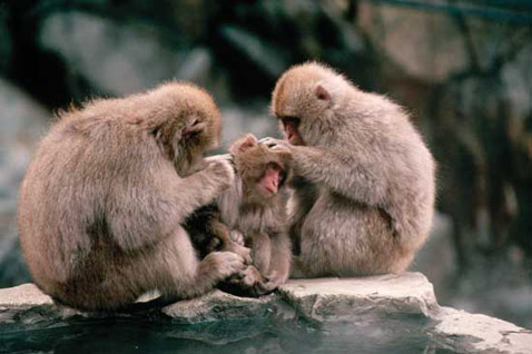 Механизм сплетен, по мнению ряда учёных, имеет общие корни с грумингом у приматов – взаимным ухаживанием и приятными гигиеническими процедурами (фото с сайта britannica.ru).