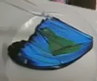Под действием вещества окраска крыла бабочки меняется радикальным образом (кадр из видео с сайта technologyreview.ru)<!-- SP1626D332 -->.