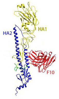 Ленточная схема связи гемагглютинина H5 (жёлтым и синим цветом показаны две его цепи HA1 и HA2) и моноклонального антитела F10 (красным) (иллюстрация William Hwang and Jianhu Su, Dana-Farber Cancer Institute)<!-- SP1626D331 -->.