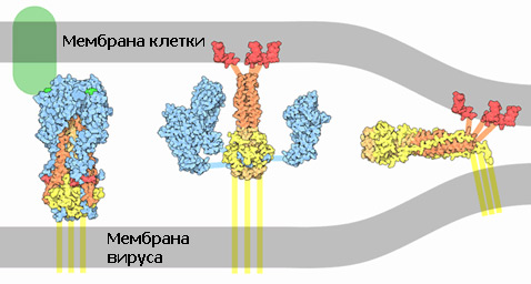 Гемагглютинин в действии: сначала он связывает сахара (зелёный цвет), затем молекула разворачивается, и с помощью слитного пептида (красный) вирус закрепляется на мембране клетки, после чего связи ещё больше укрепляются (иллюстрация с сайта wikimedia.org)<!-- SP1626D331 -->.