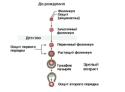 Оогенёз или развитие женской половой клетки по этапам (иллюстрация Tarleton State University).