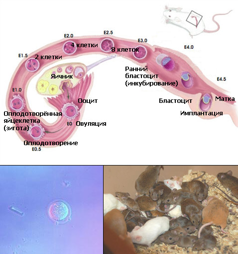 Здесь показано развитие бластоциста (или зародышевого пузырька) у мышей (иллюстрация с сайта stemcells.nih.gov, фото David Spears Ltd/Science Photo Library и с сайта aqualandpetsplus.ru).