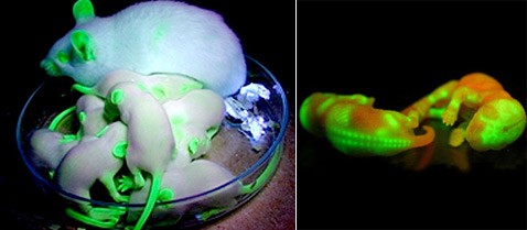 Мыши с выраженной экспрессией зелёного флуоресцирующего гена (фото с сайтов forbes.ru и aminopop.ru).