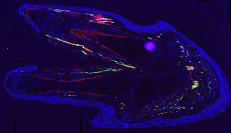 Регенерированная конечность саламандры. Клетки Шванна флуоресцируют зелёным, показывая, что они окружают нервы (красный цвет). В других клетках (синий), этого зёлёного белка не наблюдается, а значит шванновские клетки не превращаются в клетки других типов (фото D. Knapp/E<!-- SP1626D333 -->. Tanaka).