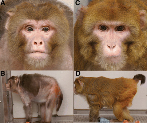 Так выглядят престарелые животные: A и B – из контрольной группы, C и D – из группы с ограниченным рационом питания (фото Science)<!-- SP1626D331 -->.