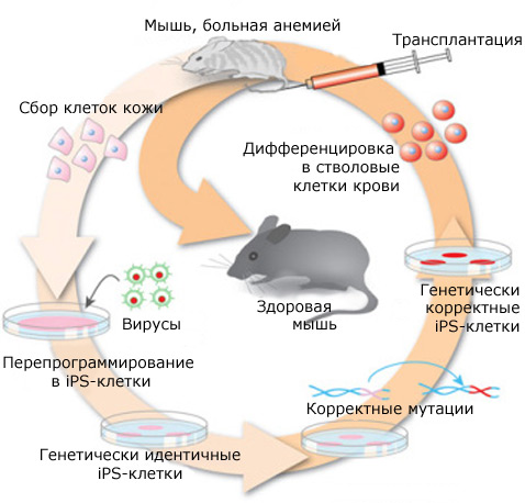 Лечение больной мыши с помощью её же клеток, перепрограммированных в iPS-клетки, можно было бы осуществить по следующей схеме (иллюстрация Tom DiCesare)<!-- SP1626D331 -->.