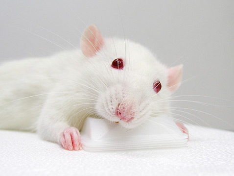 Так выглядели крысы до эксперимента и через неделю после него (фото Takahiro Takano).