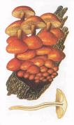Опенок зимний, зимний гриб  [Flammulina velutipes (Curt.: Fr.) Sing.br Syn..Collybia velutipes (Curt.: Fr.)]