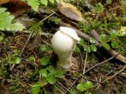 Поплавок белый, толкачик белый  [Amanitopsis alba (Gill.) Fr.br Syn.: Amanita alba]
