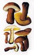 Каштановый гриб, каштановик, гиропорус каштановый  [Gyroporus castaneus (Bull.: Fr.) Quel.]