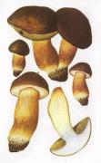 Польский гриб  [Xerocomus badius (Fr.) Kuhn<!-- SP1626D331 -->. ex Gilb.br Syn.: Boletus badius Fr.]