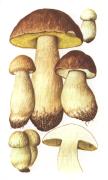 Белый гриб, форма еловая, боровик  [Boletus edulis Bull.: Fr.]  Белые грибы. Гриб-боровик