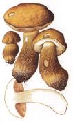 Желчный гриб  [Tylopilus felleus (Bull.: Fr.) P. Karst.br Syn.: Boletus felleus Bull.: Fr.]
