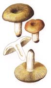 Сыроежка зеленая  [Russula aeruginea Lindbl. in<!-- SP1626D332 -->. Fr.br Syn.: Russula graminicolor (Seer.) Quel. s. auct.]