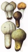 Дождевик настоящий, шиповатый, жемчужный  [Lycoperdon perlatum Pers.: Pers.]  Гриб дождевик