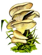 Вешенка обыкновенная  [Pleurotus ostreatus (Fr.) Kumm.]