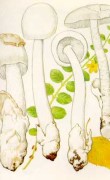 Поплавок белый, толкачик белый  [Amanitopsis alba (Gill.) Fr.br Syn.: Amanita alba]